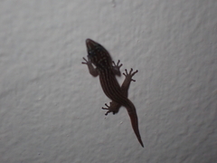 Sphaerodactylus argus