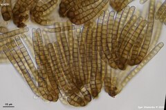 Cryptocoryneum
