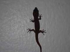Sphaerodactylus argus