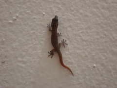 Sphaerodactylus argus