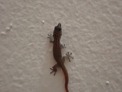 Sphaerodactylus argus