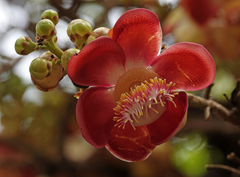 Couroupita guianensis