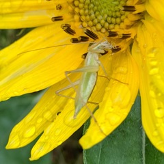 Oecanthus longicauda