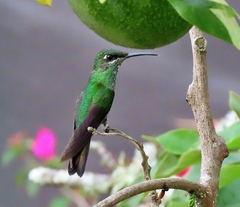 Heliodoxa leadbeateri