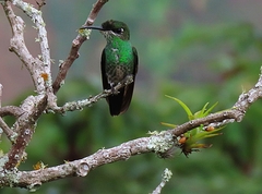 Heliodoxa leadbeateri