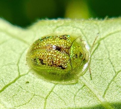 Cassida circumdata