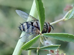 Exoristinae
