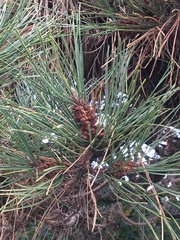 Pinus radiata