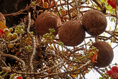 Couroupita guianensis