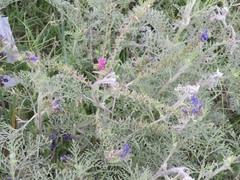 Echium