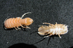Syscenus infelix