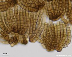 Cryptocoryneum