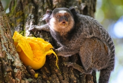 Callithrix penicillata