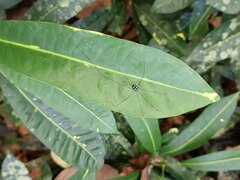 Sclerosomatidae