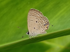 Luthrodes pandava
