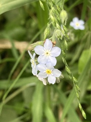 Myosotis sylvatica