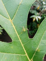 Peucetia