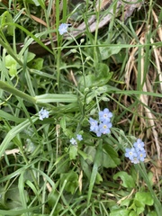 Myosotis sylvatica