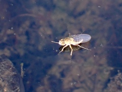 Brachydeutera sydneyensis