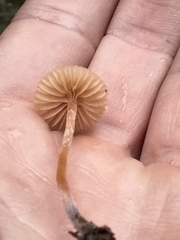 Galerina semilanceata