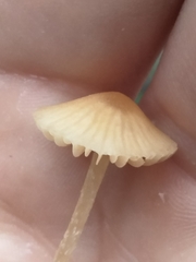 Galerina semilanceata