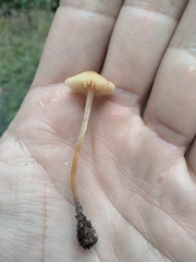 Galerina semilanceata