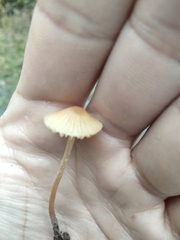 Galerina semilanceata