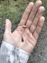 Galerina semilanceata