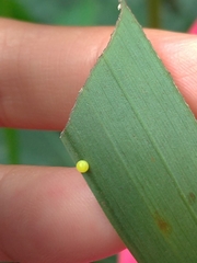 Elymnias hypermnestra