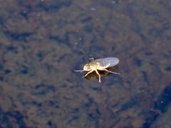 Brachydeutera sydneyensis