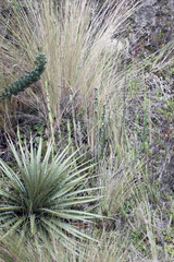 Baccharis genistelloides