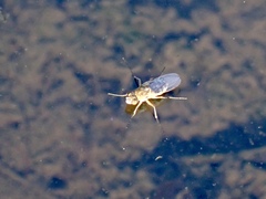 Brachydeutera sydneyensis