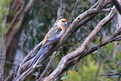 Platycercus elegans adelaidae