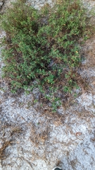 Crocanthemum corymbosum