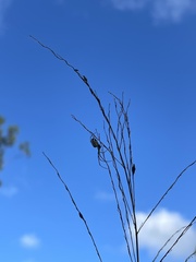 Leucauge regnyi
