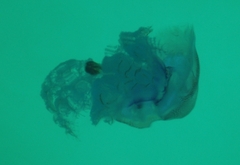 Pseudorhiza haeckeli