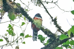 Trogon personatus