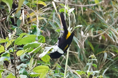 Cacicus chrysonotus