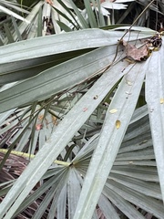 Leucothrinax
