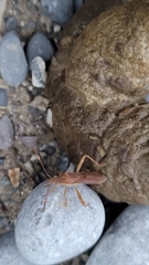 Burtinus notatipennis