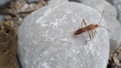 Burtinus notatipennis