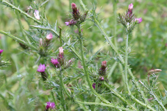 Carduus pycnocephalus