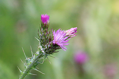 Carduus pycnocephalus