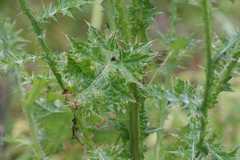 Carduus pycnocephalus