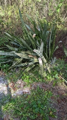 Asparagaceae