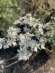Euphorbia leucocephala