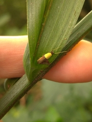 Stathmopoda auriferella