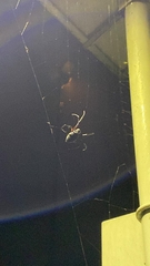 Nephilingis cruentata