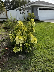 Polyscias guilfoylei