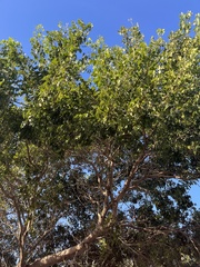 Enterolobium contortisiliquum